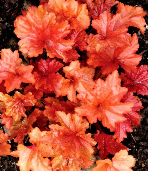 Heuchera 'Paprika'
